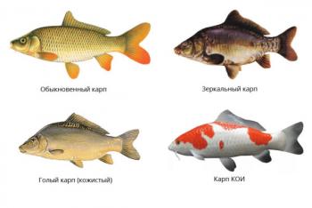 Milyen halat a legjobb mesterséges tározóban tenyészteni: típusok, jellemzők